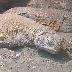 Tail prickly(tehran zoo)