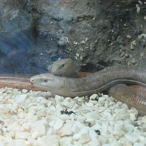 Glass Lizard(tehran zoo)