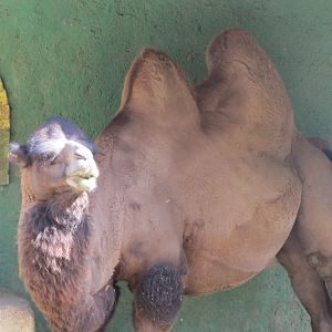 Bactrian Camel (tehran zoo)