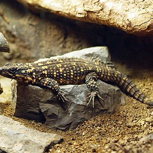 Zoo Barcelona - Spotted girdle-tailed lizard (Cordylus warreni depressus)