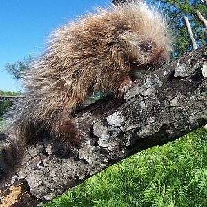 Hairy Dwarf Porcupine (Sphiggurus spinosus)
