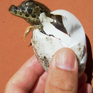 Bioparque M'Bopicuá (Uruguay)