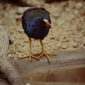 American Purple Gallinule Bristol Zoo 1st October 1986