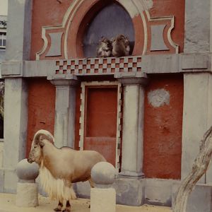 Barbary Sheep and Crab-eating Macaque Bristol 1986