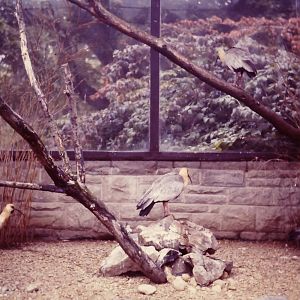 Buff-necked Ibis Theristicus caudatus Bristol Zoo 1st October 1986
