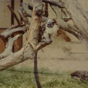 Geoffroy's Tamarin Bristol Zoo 1st October 1986