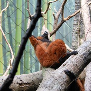 Bronx Zoo- Red-ruffed Lemur Lying Down on Branch @ Madagascar!