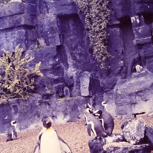 Penguins Bristol Zoo 1st October 1986