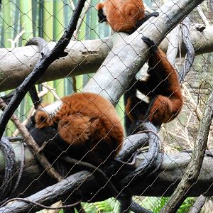 Bronx Zoo- Red-ruffed Lemurs @ Madagascar!