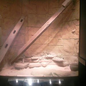 Dangerous and Deadly- Gila Monster Exhibit