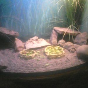 Turtle Town- Indian Star Tortoise Exhibit