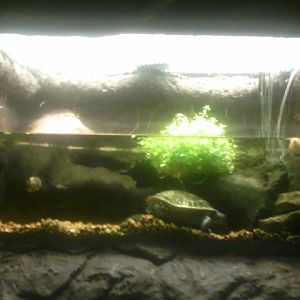 Turtle Town- New Guinea Snake-necked Turtle Exhibit