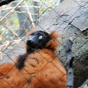 Bronx Zoo- Red-ruffed Lemur Close-up @ Madagascar!