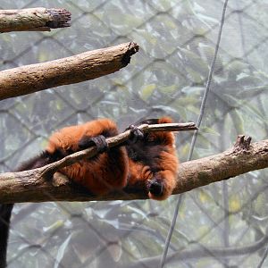 Bronx Zoo- Red-ruffed Lemur Resting @ Madagascar!