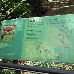 Bronx Zoo- Babirusa Exhibit Signage