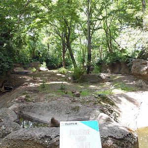 Bronx Zoo- Babirusa Exhibit Outside the Zoo Center