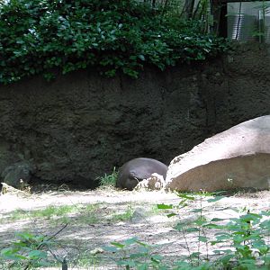 Bronx Zoo- Babirusa Sleeping