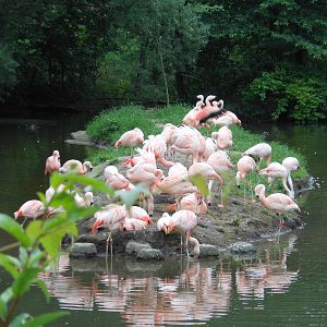 Bronx Zoo- Chilean Flamingo Flock