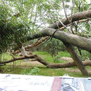 Bronx Zoo- Maxwell's Duiker and Black-and-white Colobus Exhibit @ Congo Gor
