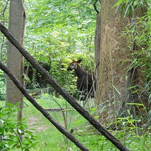 Bronx Zoo- Okapi @ Congo Gorilla Forest