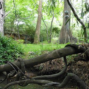 Bronx Zoo- Part 1 of Okapi Exhibit @ Congo Gorilla Forest