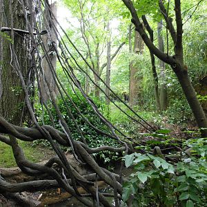 Bronx Zoo- Part 2 of Okapi Exhibit @ Congo Gorilla Forest