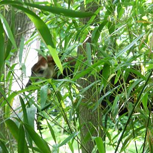 Bronx Zoo- Okapi Covered by Foliage @ Congo Gorilla Forest
