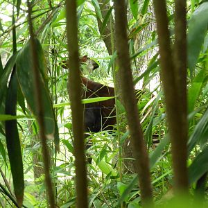 Bronx Zoo- Okapi Covered by Foliage @ Congo Gorilla Forest 2