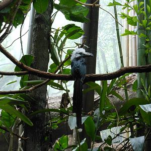 Bronx Zoo- White-crested Hornbill @ Congo Gorilla Forest