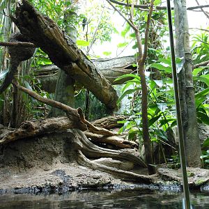 Bronx Zoo- White-crested (Long-tailed) Hornbill Exhibit @ Congo Gorilla For