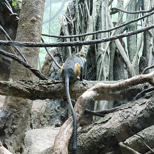 Bronx Zoo- Wolf's Guenon @ Congo Gorilla Forest