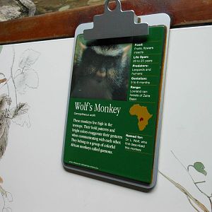 Bronx Zoo- Wolf's Guenon (Monkey) Signage @ Congo Gorilla Forest