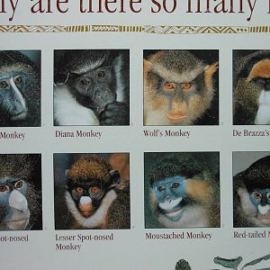 Bronx Zoo- Wolf's Guenon Various Species Signage @ Congo Gorilla Forest