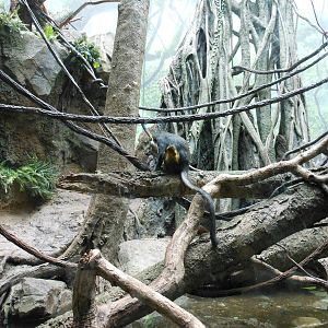 Bronx Zoo- Wolf's Guenon @ Congo Gorilla Forest