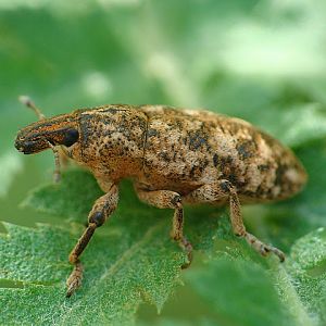 Cyphocleonus dealbatus