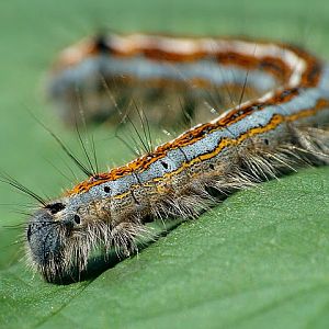 Malacosoma neustria