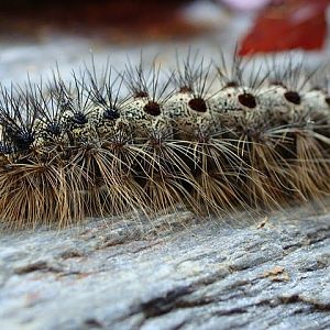 Lymantria dispar