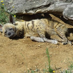 30/6/11- Female Striped Hyena