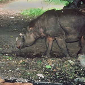 sumatran rhinoceros
