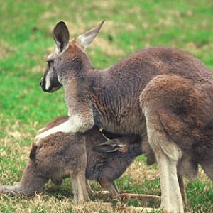 red kangaroo nursing
