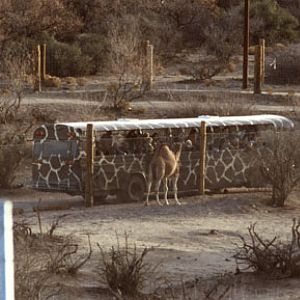 camel and tour bus