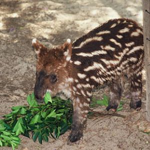 baby mountain tapir