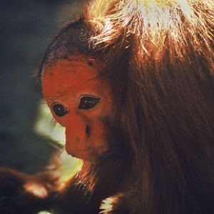 red uakari