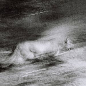 puma prowling at night