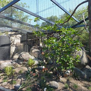 San Diego Zoo - New Trumpeter Hornbill exhibit