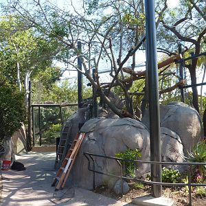 San Diego Zoo - New Chinese Leopard exhibit