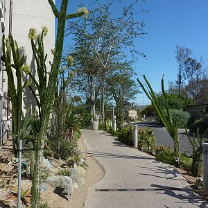 San Diego Zoo - Elephant Odyssey Alluaudia
