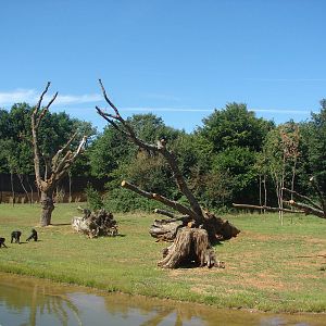 Bonobo exhibit