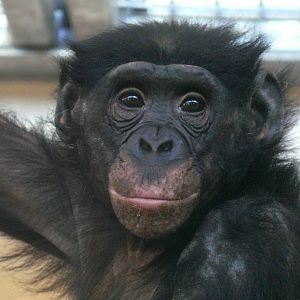 Bonobo (Pan paniscus)