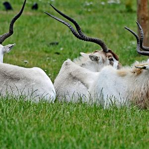 Addax